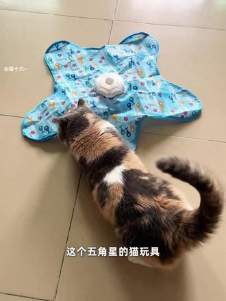 有像我一样被这鸟叫声困扰的吗#猫 #三花猫 #猫玩具 #养猫人 #逗猫神器