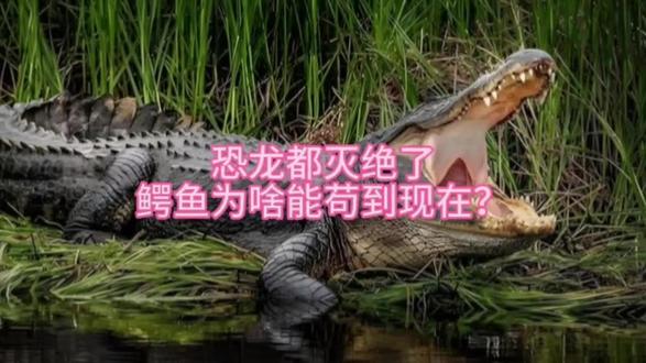 恐龙都灭绝了,鳄鱼为啥能苟到现在? 鳄鱼生命力有多强#冷知识科普 #动物 #鳄鱼 #恐龙#科普