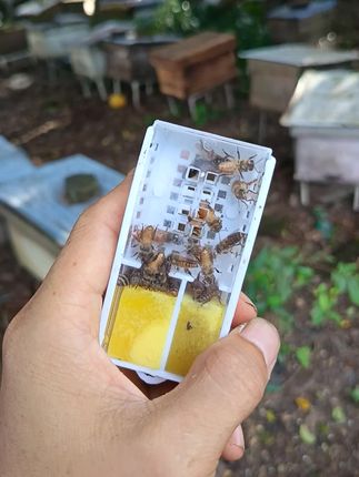 怕蜂王交尾不成功可以介入一只交尾成功的开产王,价格就是不同的。#中蜂王