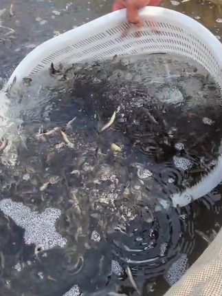 基地新出塘泥鳅苗,价格实惠,条条健壮,有想要的吗#三农 #三农养殖 #泥鳅 #钓鱼 #泥鳅养殖