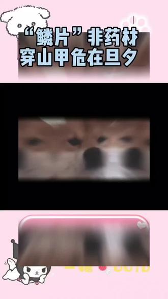 #穿山甲 #Angelababy #拒绝野味 #保护穿山甲 #拯救 响应angelababy呼吁,一起为这些温顺的生灵撑起保护伞💛