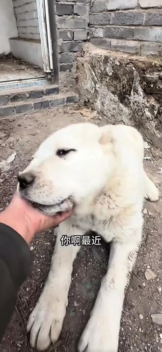 震惊!某知名博主竟说子介老师不是米花【唯一】抚养人!这是人性的扭曲还是道德的沦丧 让我们下期拭目以待~#骏良#米花 #子介 @飞翔的骨头