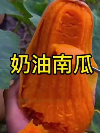 南瓜中的天花板来了,它就是粉蛮腰南瓜!它既可以当水果吃,又可以当蔬菜吃,蒸着吃、烤着吃、炸着吃、煮着吃都可以。吃起来粉糯香甜,口感绵密细腻,老人小孩都爱吃,是一款难得的健康美食。喜欢的朋友赶紧下单吧,让你的家人也尝尝这好吃的南瓜吧!#奶油南瓜#生熟两吃#好物分享