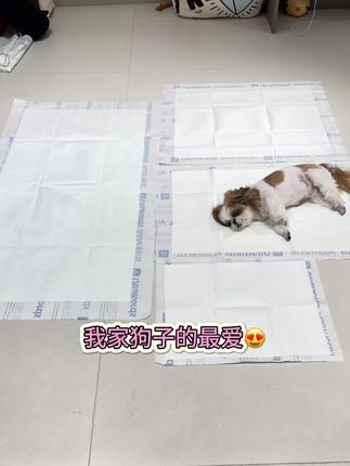 怎么给狗狗选好尿垫?尿垫也分三六九等!以前给我家狗狗买的pdd里的便宜尿垫,但是都太薄了,一天要来回换好几次,不然就渗透到地板上,收拾真的超级麻烦,换了这个高端字母尿垫以后,两天收拾一次,真的解决了我这个懒人养狗的大麻烦!尺寸选的90*75 这个尺寸我家两只狗狗两天尿满刚刚好!最重要的是尿垫原材料是进口的绒毛浆,超能吸,完全不会渗透!也省去了我擦地板,锁边也很好!真的一分价钱一分货,原材料好的尿垫,真的好用,不用不知道!真的推荐大家去试试!#宠物尿垫 #狗狗尿垫 #字母尿垫 #新人养狗 #狗狗定点上厕所