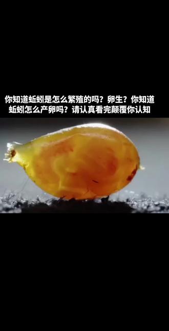 蚯蚓是如何繁殖的? #冷门昆虫养殖 你知道蚯蚓是怎么繁殖的吗?卵生?你知道蚯蚓怎么产卵吗?请认真看完颠覆你认知#蚯蚓 #地龙@中国昆虫网 @中华蝙蝠蛾(冬虫夏草) @克迈拉蜣螂(蝙蝠蛾)