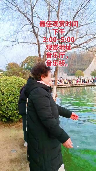 冬日的下午。徐州云龙湖河畔看海鸥。由于徐州云龙湖生态环境越来越好。吸引大批海鸥水鸟前来越冬。与海鸥相伴。听着他们欢快的叫声。仿佛整个世界都变得灵动起来。快去音乐厅看云龙湖的海鸥吧。错过又要等一年。#海鸥#人与自然和谐共处。