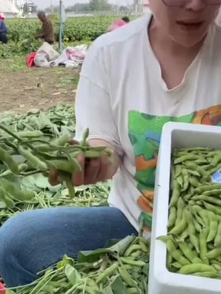 #上热门 新鲜带壳毛豆产地直采农家自种不泡水毛豆现摘现发鲜毛豆荚#毛豆