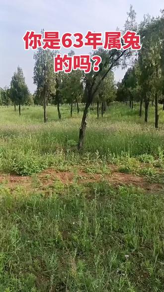 愿属兔的人往后的余生越来越好