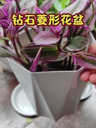 #钻石花盆 #花盆 #菱形花盆 #园艺工具 #园艺生活