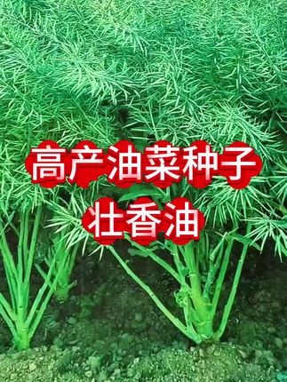 壮香油油菜种,茎秆粗壮,结荚密#油菜 #油菜种植 #油菜籽#油菜种子 #壮香油菜种子