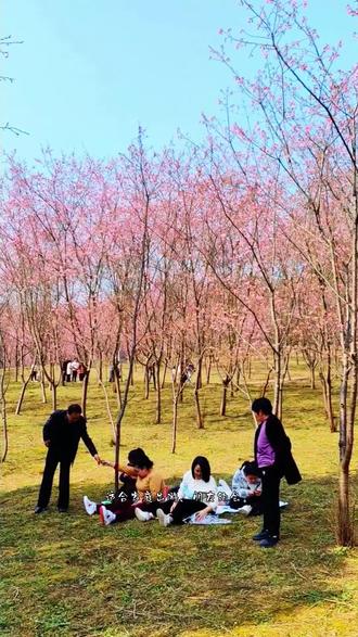 南充的樱花开了,凌云山七彩樱花谷数百亩樱花即将迎客!#登上山顶看美景 #喜欢爬山🏃感受大自然的气息🍀 #樱花 #记录家乡美景