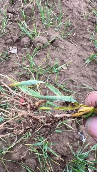 小麦根腐病和纹枯病的症状及防治方法#分享农业知识帮农民增产增收 #小麦种植管理技术 #根腐病 #纹枯病