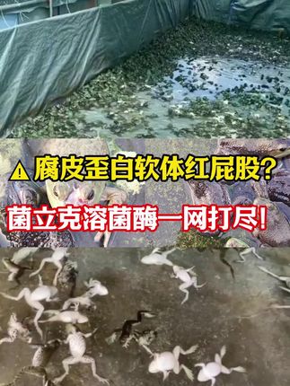 #牛蛙养殖#牛蛙养殖技术 #溶菌酶