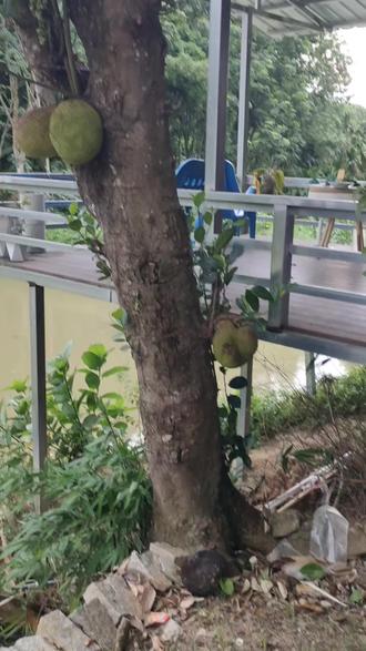 这菠萝蜜能摘了吗?不知道熟了没有##菠萝蜜#海南特产#热带水果