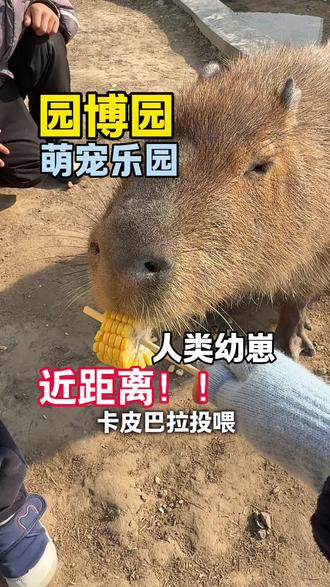 怎么没人说园博园的萌宠怎么这么可爱啊!!!不要门票,几块钱就能近距离投喂#动物互动 #人与动物的和谐相处
