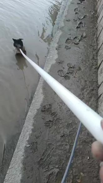 宁波小狗最终获救后续#落水小狗