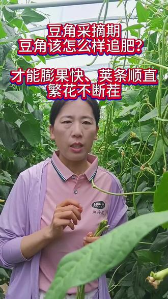 #血玲珑叶面肥 #张慧专攻豆角 #豆角追肥 #乐途5号#三农 豆角高产高低、品质、膨果速度决定于肥水配比至关重要