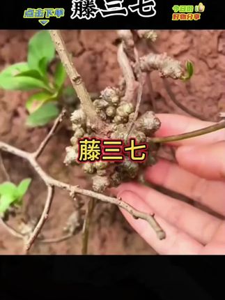 深山野生藤三七苗七藤子三七藤云南农户新鲜现摘现发三七球根茎叶#大自然的馈赠 #原生态乡村生活 #家庭种植 #养花小知识 #种植小技巧