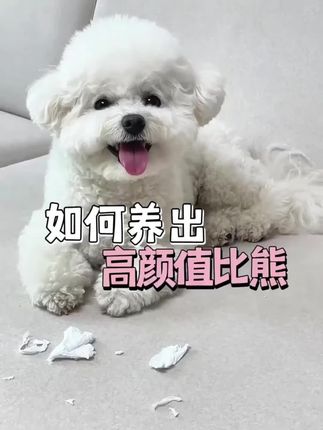 如何养出“高颜值”比熊?狗粮的选择要谨慎#比熊狗粮推荐 #狗粮测评 狗宝宝比熊专用狗粮幼成犬增肥小型犬牛肉粒双拼犬粮易消化狗粮