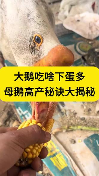 大鹅多下蛋的秘诀#鸡鸭鹅养殖#家禽养殖#养鹅人#养鹅技术分享#三农养殖