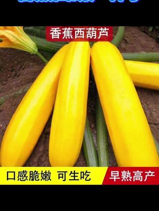 #香蕉西葫芦 营养丰富 炒着吃口感细腻绵密,还可当水果生吃#阳台小院均可种植