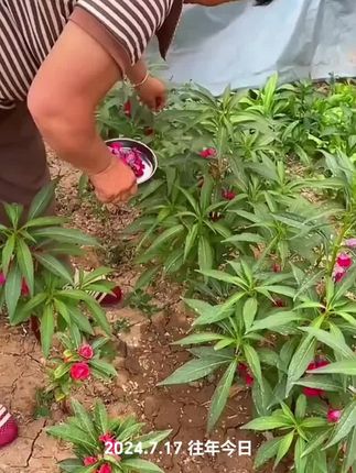 #指甲花 #染指甲教程 #染指甲的凤仙花 #指甲油