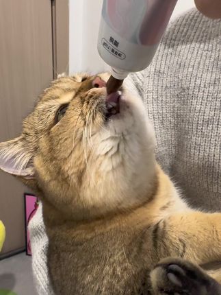 养宠家庭一定要给猫咪排毛,不然堆积久了很容易形成毛球堆积#科学养宠攻略 #萌宠好物 #化毛膏 #新手养猫 #养猫经验分享