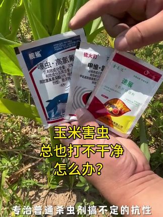 #玉米专用 #玉米大丰收 #三农