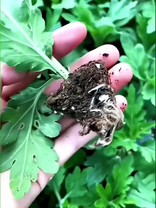 #菊花苗#好看的花一定要分享给你 #花卉绿植 #爱生活爱养花 #大菊花苗