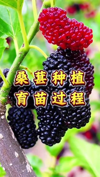 自己在家也可以种桑葚,简单方便,快来试试吧#桑葚种植 #桑葚 #种植 #盆栽
