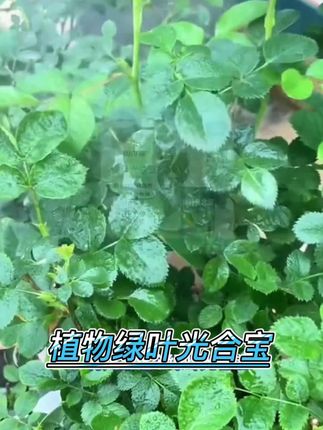 贝可施绿叶光合宝基地专用促进光合光能绿叶素促生长园艺营养液#光合宝 #叶面肥 #花卉养护 #养花小知识 #绿植营养液通用型