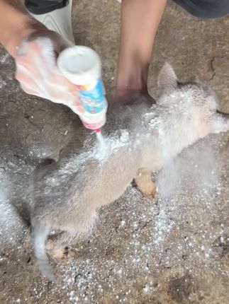 #狗狗 #养狗人 #新手养狗 #养狗经验分享 #狗狗驱虫