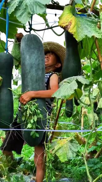 家里有阳台小院空花盆的,推荐你也在家种一些#种子 #在抖音入手的好东西