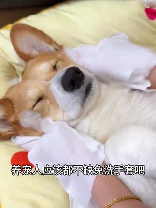 养宠人赶紧来薅这个14块9到50只的免洗手套,还是猫狗都能用的,巨划算!#萌宠好物 #宠物免洗手套 #养狗经验分享 #柯基