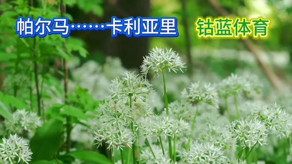 帕尔马……卡利亚里