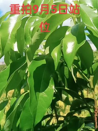 #荔梢疯狂#造梢运动#荔枝