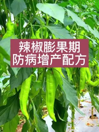 #辣椒种植 #种植小技巧 #农业种植 #种辣椒 #辣椒