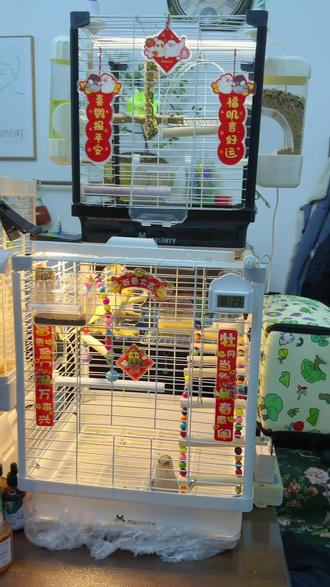 鹦鹉笼怎么选?虎皮鹦鹉用什么笼子,小太阳鹦鹉用什么笼子,牡丹鹦鹉用什么笼子,玄凤鹦鹉用什么笼子!#鹦鹉笼子推荐