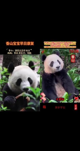 大熊猫香山 香山宝宝早日康复,大家关注一下香山宝宝#失眠睡不沉怎么回事 #大熊猫香山 #大熊猫香冰香山 #大熊猫香果香山 #大熊猫香果