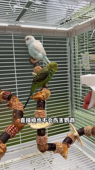 当你家鹦鹉出现这种动作千万别大意,一定要重视起来……#新手养鹦鹉 #鹦鹉饲养知识 #养鹦鹉的日常 #如何喂养鹦鹉
