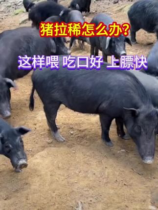 #养猪人不容易 #养猪人 #自繁自养 #养猪人加油干 #养猪