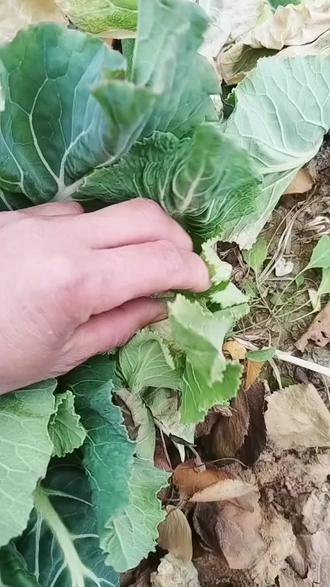 下雪了,种的花菜大小的还见了几棵,西兰花你在那?#失败告终 #