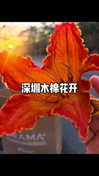 晨光微熹,每日必早起晨练的我,在酒店附近随意溜达,不用刻意找花,一抬头,就是火红的木棉花,瞬间感觉到南方春天的热情,而北方的春天则是含蓄的,姗姗而来的。
怎么形容木棉花呢?又大又红,入眼便惊艳,开得很坦荡,落得又干脆。即便凋零,也保持着盛放的姿态。我又想联想人生了,哈哈...