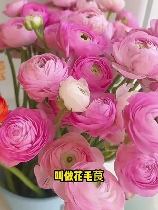 这种植物叫花毛茛,他的叶子像芹菜,开出来的花却比牡丹还好看。他的生命力非常顽强,不挑环境,不挑土壤,浇浇水就可以,开花时见花不见叶,特别适合新手懒人种植。#我的花花草草🌸🌸 #一花一草一世界 #花的世界很美 #爱生活爱养花
