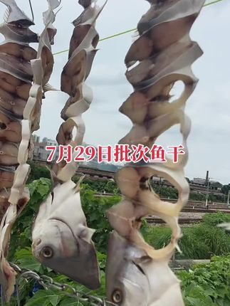 自晒金鲳鱼干,味道淡口欢迎批发,合作#优质农产品 #我的乡村生活 #金鲳鱼干
