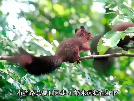 这一生的浪漫和温柔,记得分予母亲一份。
#被松鼠治愈的瞬间 #动物世界 #感人