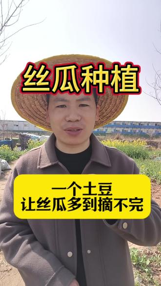 一个土豆,让丝瓜多到摘不完#丝瓜#丝瓜种植#三农#蔬菜种植#新农人