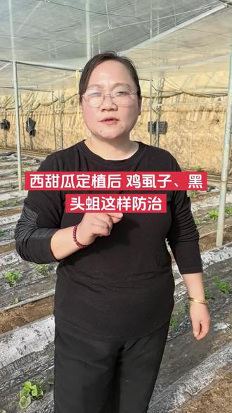 西甜瓜种植后被鸡虱子、黑头蛆啃食危害?这样防治 保根系安全
#潍坊#潍坊农资#潍坊同城#甜瓜种植#甜瓜种植技术
