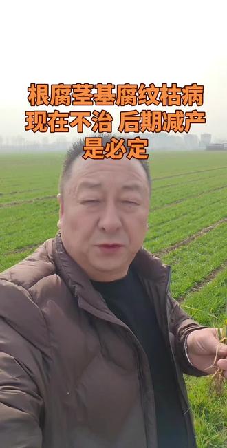 今年小麦茎基腐纹枯根腐病重发。一定要在拔节以前防治#小麦管理 #小麦种植技术与管理 #小麦田间管理 #心系三农服务三农 #小麦种植管理技术 @抖加🔥上热门🔥dou+🔥热点宝