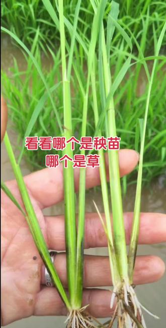 看看哪个是秧苗,哪个是草,#我为家乡农产品代言 #我的农村生活 #水稻秧苗 #原阳黄金晴大米 #纯天然绿色食品